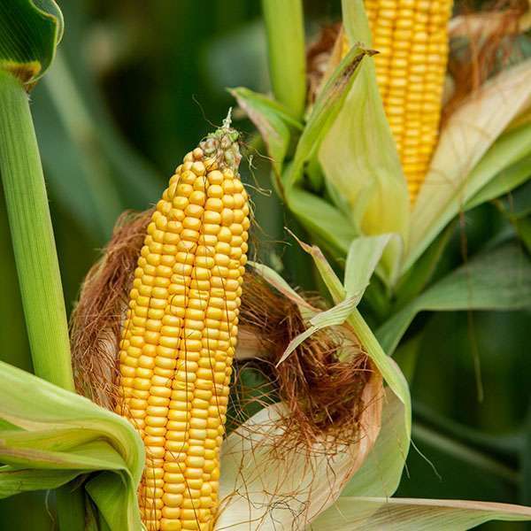 Maize Busa DVA South-Africa 🇿🇦 | Go further. Together